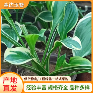 Hosta Flower Seedlings, Phnom Penh, Courtyard Balcony Landscaping Florals, Evergreen, Cold-Resistant and Heat-Resistant Foliage Viewing Florals That Bloom in the Same Year