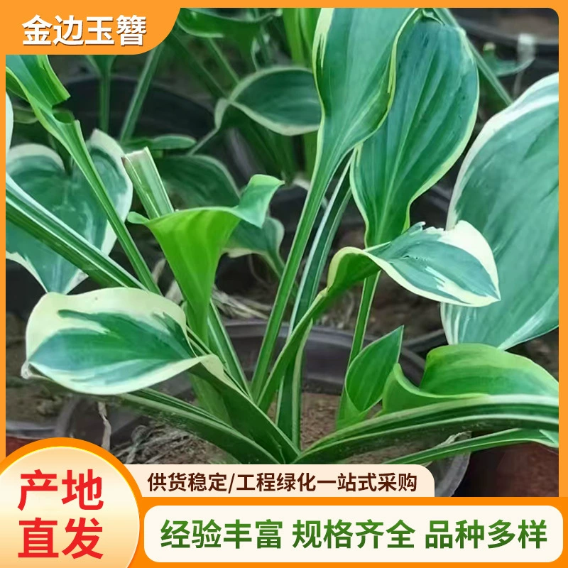 Саженцы хосты с золотистыми краями для ландшафтного дизайна двора и балкона, вечнозеленые, морозостойкие, термостойкие, лиственные и цветущие растения, цветущие в том же году.