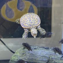 深水鳖珍珠鳖猪鼻甲鱼活体鱼缸混养美国鳖小乌龟活物混养观赏宠物