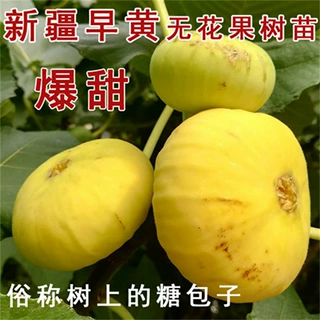 早黄特大芭劳奈无花果苗大芭无花果树苗盆栽地栽种植当年结果果树