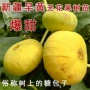 地栽种植盆栽特大无花果苗