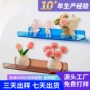 亚克力卫生间定制手办展示架