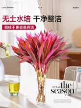 富贵竹水培植物鸿运紫竹粗杆带根水养客厅招财竹子室内绿植发财竹