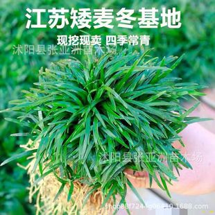 Japanese dwarf Ophiopogon japonicus grass seedlings authentic yulong grass seedlings northern winter cold-resistant courtyard greening vegetation lawn step grass