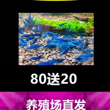 蓝宝石观赏虾淡水晶虾除藻虾蓝丝绒米虾冷水族宠物虾清洁工具小虾