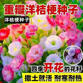 洋桔梗花种子重瓣开花易活花卉种孑庭院室外花种籽子植物新品种