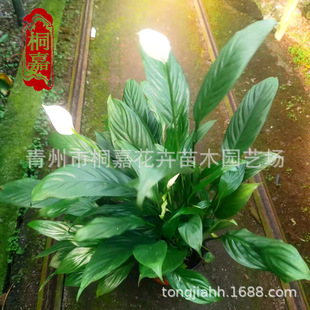 ���ع������ư���С�����k��������Gֲ�����҃ȾGɫֲ���辰����