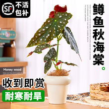 鳟鱼秋海棠盆栽竹节粉旗鱼网红绿植小苗室内阳台花卉植物四季好养
