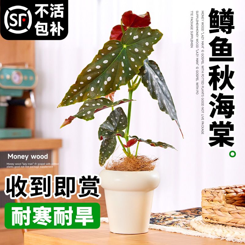 鳟鱼秋海棠盆栽竹节粉旗鱼网红绿植小苗室内阳台花卉植物四季好养