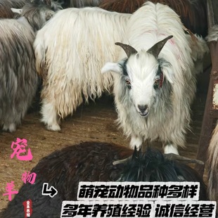 ���w�����������г��۾��^�^�p���ӵĽqɽ�� ����С������Xһֻ