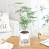 Plastic lazy flower pot, Nordic style, transparent hydroponic green plant, rich tree, green Luo Luo Hansong office indoor potted plants