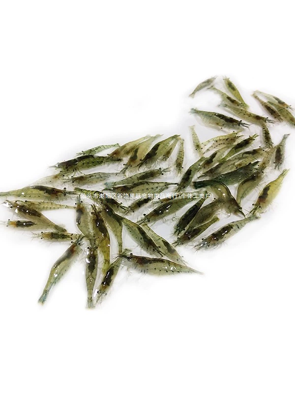 Черная ракушка, резервуар для травы, удаление водорослей, креветки, декоративные креветки, живая кормушка, очистка водных растений, рисовые креветки, ест мх, зеленые водоросли, аквариум, домашнее животное.