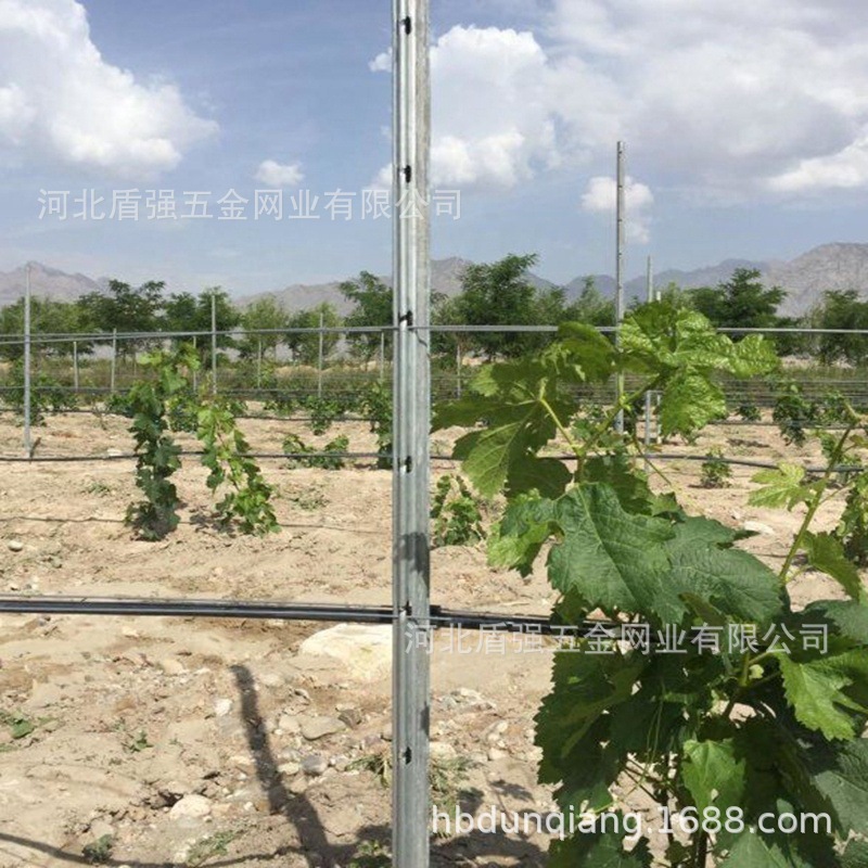 河南省兰考县市金属葡萄杆子苹果葡萄园立柱猕猴桃架杆防鸟网立柱