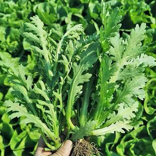 After Cutting, the Chrysanthemum Grows Again. Four Seasons Emperor Balcony Garden Flower Potted Heat-Resistant Autumn and Winter Vegetables Cold-Resistant and Fresh