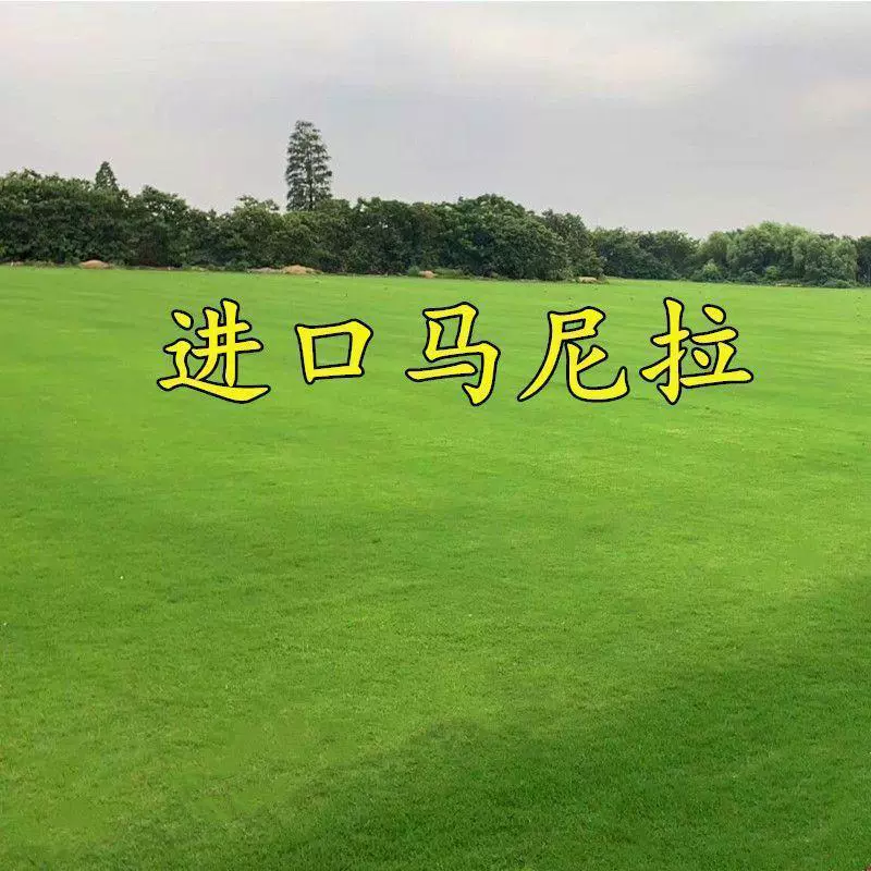 Семена газона не обрезают дерн Семена травы четыре сезона вечнозеленые манила двор посев четыре сезона выносливость