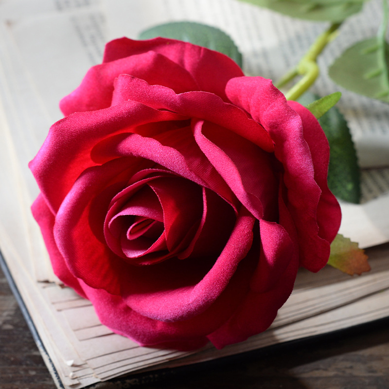 Large velvet rose light rose red