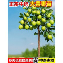 枣树活苗特大牛奶青枣嫁接特大南北方种植庭院冰糖枣树果树苗盆栽