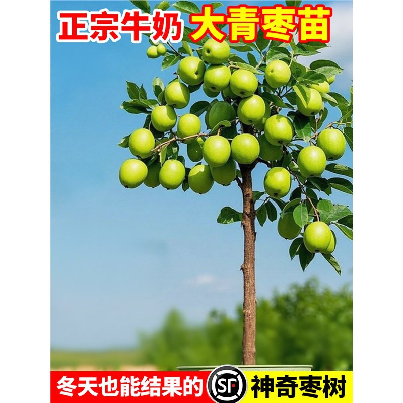 枣树活苗特大牛奶青枣嫁接特大南北方种植庭院冰糖枣树果树苗盆栽