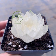 Ҋ⻨ ͸¶ Mϸ߶˾Ʒϻֱl