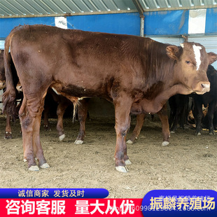 ���T����ţ��ţ�� ��ľٝţ��ţ�كr�� �����Sţ�Bֳ��