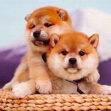 纯种柴犬幼犬活体日本柴犬幼崽赤色豆柴幼犬小型犬柴犬宠物狗出售