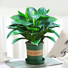 水培植物金钻盆栽万年青发财树绿植绿萝箩室内花卉办公室客厅好养