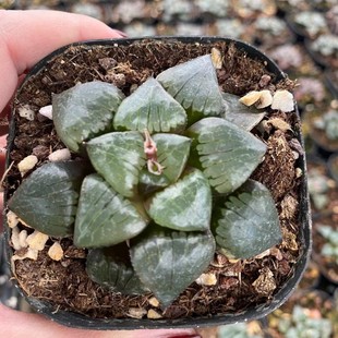 Sun Moon Lake Japanese Green Plant Potted Landscape Succulent Plant Greenhouse Wholesale Agave Cactus Succulent Plant