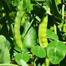 ܛ�v���m���N�Ӵ��v���㶹�N�����ʳ�v����N���ͺ��r�Ҵ��l