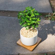 mini胡椒木清香ins风小盆栽北欧四季绿植办公室内桌面净化空气树