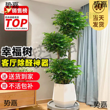 Ҹ͏dԴϘGֲk҃ƽȩֲļl