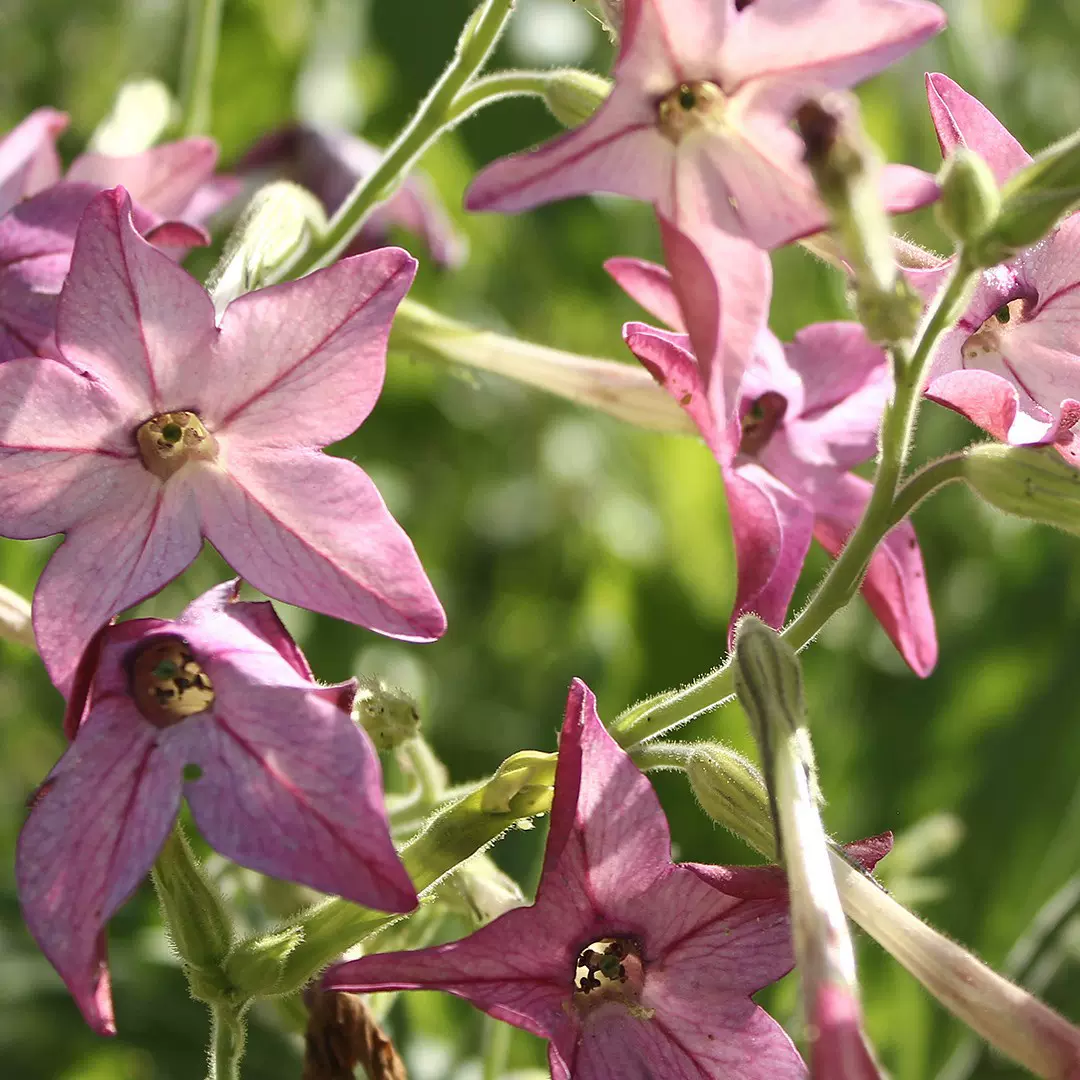 烟花草多年生宿根花卉种子四季播种庭院花海景观耐寒开花植物种籽