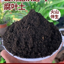 ��Ҷ����ֳ������ͨ����Ӫ��������͸��ɭ�ָ�Ӫ���ֲ�������̿��