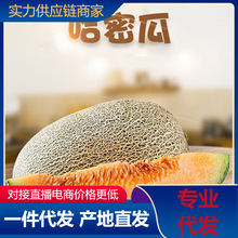 【活动款】正宗哈密瓜脆甜当季新鲜水果甜对接电商直播产地直发
