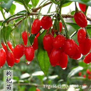 ���� ��轘��� ������� �����������辰����Y���辰�䘶��轘�