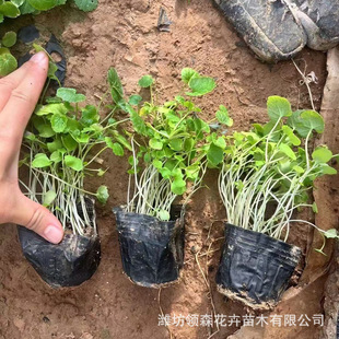 Qingzhou Cultivates February Orchid Potted Plants with Large Quantity Discounts and Potted Plants for Huahai Park Greening Projects