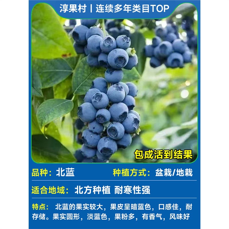 [과일이 있는 큰 모종] 북부 푸른색은 높이가 50-60cm입니다. (과일은 크고 껍질이 얇으며 신맛이 나고 달콤하며 풍부한 푸른색입니다.)