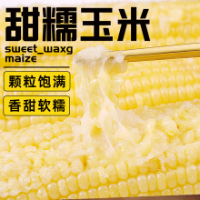 野三坡新鲜采摘玉米白糯玉米10棒真空粘黏野三坡旗舰店真空糯玉米
