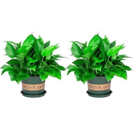 168 gallon green pot green radish 2 pots + tray + fertilizer