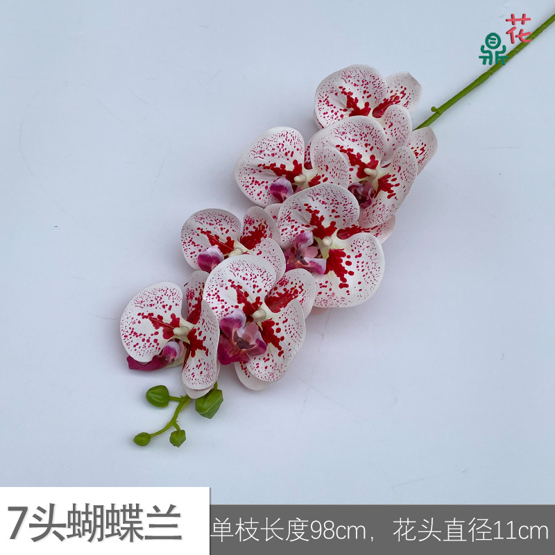 7 phalaenopsis GFG #21 레드 닷 화이트
