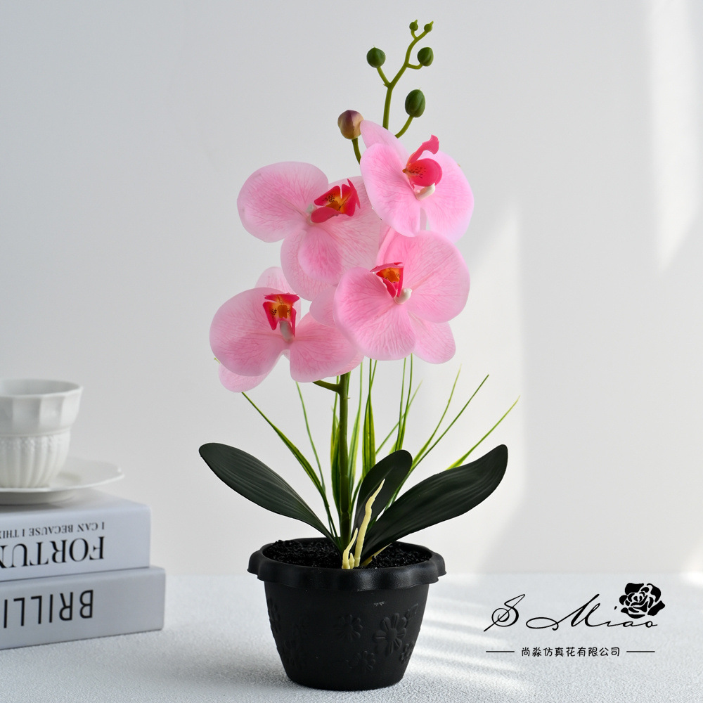 2498507 Big Four Flor Touch Butterfly Orchid Bonsai (pot de plástico)