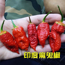 ӡ��ħ��������������Ϣ�����ļ������S���\�߲˷N�����ѷN������