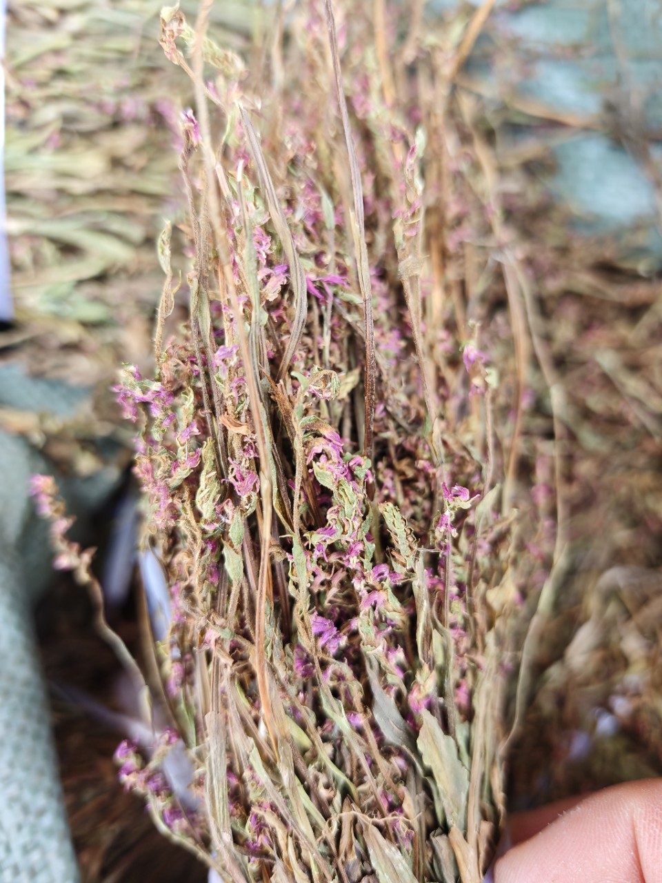 Pan Long Shen (Spiranthes sinensis) — Dried Food Herb, Rare Chinese Botanical quality and texture