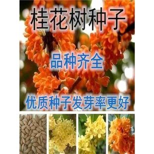 𻨷Nӽy𵤹ɰļﻨNԘN