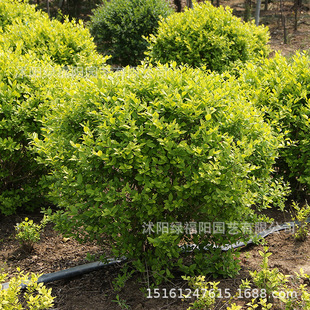 ���~Ůؑ�����С�~Ůؑ��ͥԺ�ͺ��G���L����h�ʠ����̾G��ֲ��