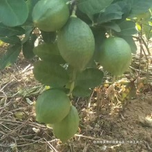 广东香水柠檬江门直发无籽手打暴打奶茶新鲜直达果茶【包邮批发】