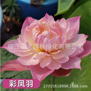 �ɻ���ɏź�N����������l���������^�p����ˮ�B��ɏɏźˮ��ֲ