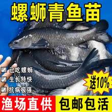 特大青鱼苗淡水养殖食用活鱼灰草黑皖螺蛳青鱼一斤冷水观赏青鱼苗