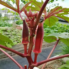 �S����N�ӷN�Ѽt�����߮aˮ���ļ������߲��ݲ˷N������������