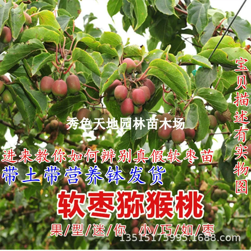 Actinidia arguta саженцы плодовых деревьев красный сентябрь arguta саженцы киви красное сердце саженцы киви Холодостойкие фруктовые деревья круглые даты