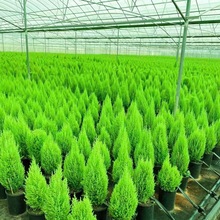 ��ζС���ə��������Կ͏d�̨ͥԺ�ļ������ͺ��Gֲ����С���ɏS